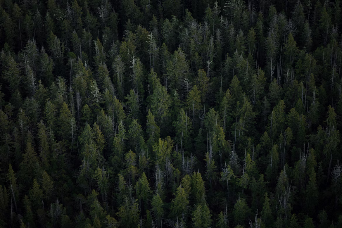 Aerial view of an old-growth Pacific Northwest forest canopy.